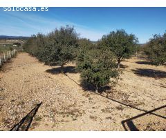 Finca rustica en Venta en Las Barracas, Castellón