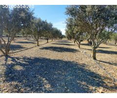 Finca rustica en Venta en Las Barracas, Castellón