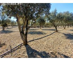 Finca rustica en Venta en Las Barracas, Castellón