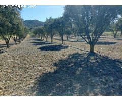 Finca rustica en Venta en Las Barracas, Castellón