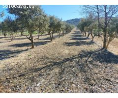 Finca rustica en Venta en Las Barracas, Castellón