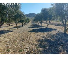 Finca rustica en Venta en Las Barracas, Castellón