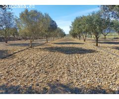 Finca rustica en Venta en Las Barracas, Castellón