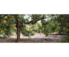 Terreno rural en Venta en Elche pedanias, Alicante