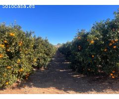 FINCA RUSTICA EN LLIRIA DE NARANJOS
