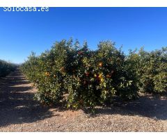 FINCA RUSTICA EN LLIRIA DE NARANJOS