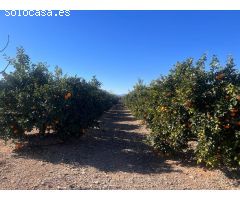 FINCA RUSTICA EN LLIRIA DE NARANJOS