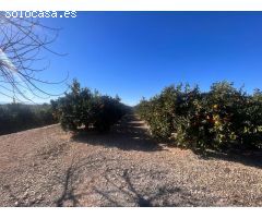 FINCA RUSTICA EN LLIRIA DE NARANJOS