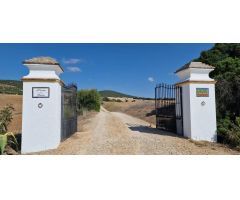Finca rustica en Venta en Arcos de la Frontera, Cádiz