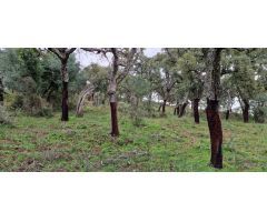 Finca rustica en Venta en El Algarrobico, Cádiz