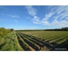Terreno rústico en la pedanía de Molins en Orihuela, 4.400 m2. de superficie.