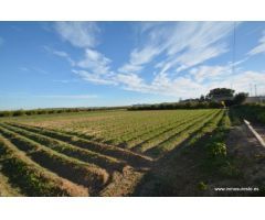 Terreno rústico en la pedanía de Molins en Orihuela, 4.400 m2. de superficie.