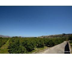 Finca rústica en Jacarilla, 40.000 m2. de superficie.