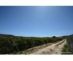 Finca rústica en Jacarilla, 40.000 m2. de superficie.