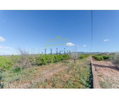 Ref. 04149 - Finca rústica de 18.300m2 con plantación de naranjos y caseta de aperos.