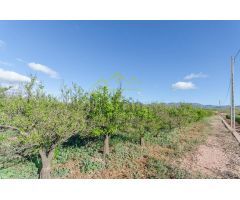 Ref. 04149 - Finca rústica de 18.300m2 con plantación de naranjos y caseta de aperos.