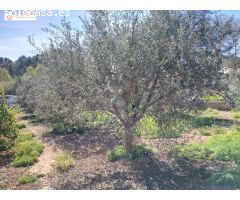 PARCELA AMPLIA EN GILET