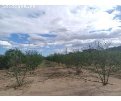Finca Agricola en Aleixar