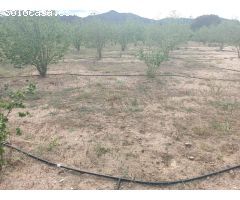 Finca Agricola en Aleixar