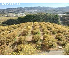Finca rustica en Venta en Vélez-Málaga, Málaga