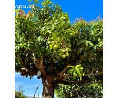 Finca rustica en Venta en Candelaria, Santa Cruz de Tenerife