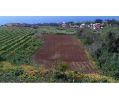 Finca rustica en Venta en Tacoronte, Santa Cruz de Tenerife
