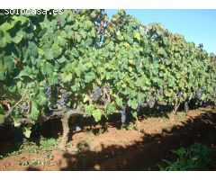 Finca rustica en Venta en Tacoronte, Santa Cruz de Tenerife