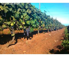 Finca rustica en Venta en Tacoronte, Santa Cruz de Tenerife