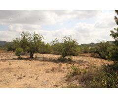 SUELO RÚSTICO EN VENTA (MASIA PAVIA TORRENT)