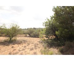 SUELO RÚSTICO EN VENTA (MASIA PAVIA TORRENT)