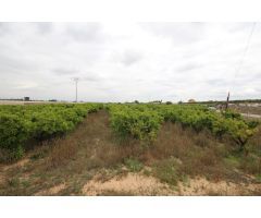 SE VENDE CAMPO USTICO DE NARANJOS EN TORRENT