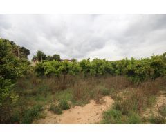 SE VENDE CAMPO USTICO DE NARANJOS EN TORRENT