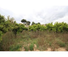 SE VENDE CAMPO USTICO DE NARANJOS EN TORRENT