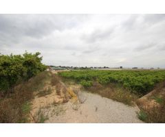SE VENDE CAMPO USTICO DE NARANJOS EN TORRENT