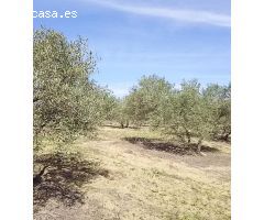 Terreno con olivos en un paraje idílico