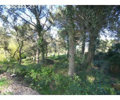 Parcela en venta en Palafolls – Ciutat Jardí