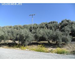 FINCA DE OLIVOS: PLACAS SOLARES, POZO Y DEPÓSITO DE AGUA, RIEGO AUTOMÁTICO, PUEBLO DE TIENA(GRANADA)