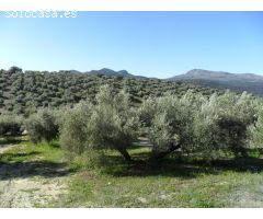 MAGNÍFICA FINCA DE OLIVOS MARTEÑO EN ILLORA CON POZO DE AGUA