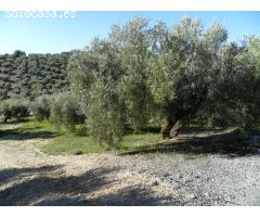 MAGNÍFICA FINCA DE OLIVOS MARTEÑO EN ILLORA CON POZO DE AGUA