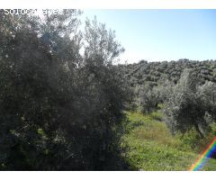 MAGNÍFICA FINCA DE OLIVOS MARTEÑO EN ILLORA CON POZO DE AGUA
