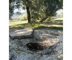 MAGNÍFICA FINCA DE OLIVOS MARTEÑO EN ILLORA CON POZO DE AGUA