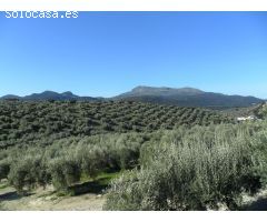 MAGNÍFICA FINCA DE OLIVOS MARTEÑO EN ILLORA CON POZO DE AGUA