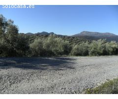 MAGNÍFICA FINCA DE OLIVOS MARTEÑO EN ILLORA CON POZO DE AGUA