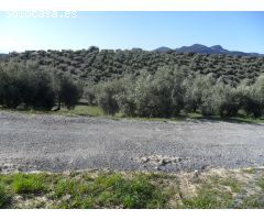 MAGNÍFICA FINCA DE OLIVOS MARTEÑO EN ILLORA CON POZO DE AGUA
