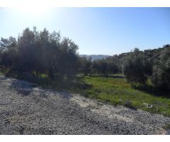 MAGNÍFICA FINCA DE OLIVOS MARTEÑO EN ILLORA CON POZO DE AGUA
