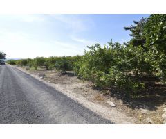 Se vende Terreno rural de 2.600m2 en la zona Vereda Los Cacheros en Santomera, Murcia.
