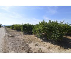 Terreno rústico agrario de 5.427m2 en la zona Vereda Los Cacheros en Santomera, Murcia.