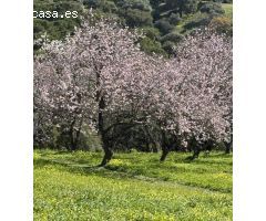 Finca Rustica en Casares - Oportunidad Única