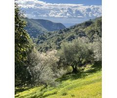 Finca Rustica en Casares - Oportunidad Única