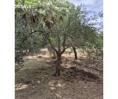Finca Rustica en El Castor
